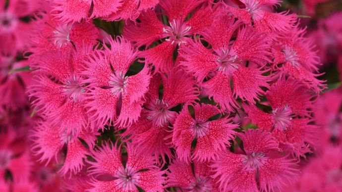 Dianthus interspécific (type barbatus) ROCKIN’ TM Rose (PanAmerican Seed).